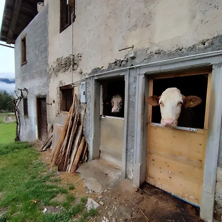 Salagona Laggio di Cadore