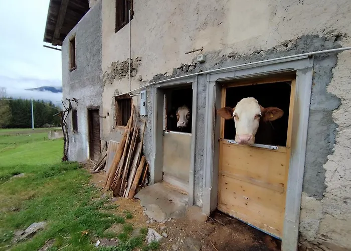 Salagona Laggio di Cadore